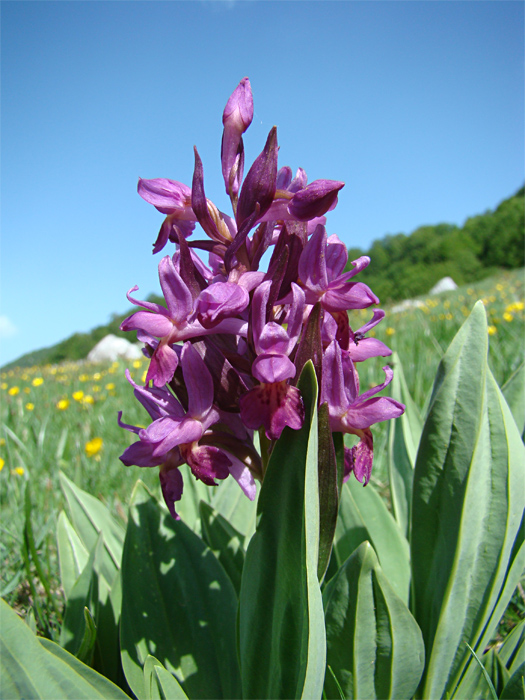 Dactylorhiza sambucina  (Un''altra orchis)